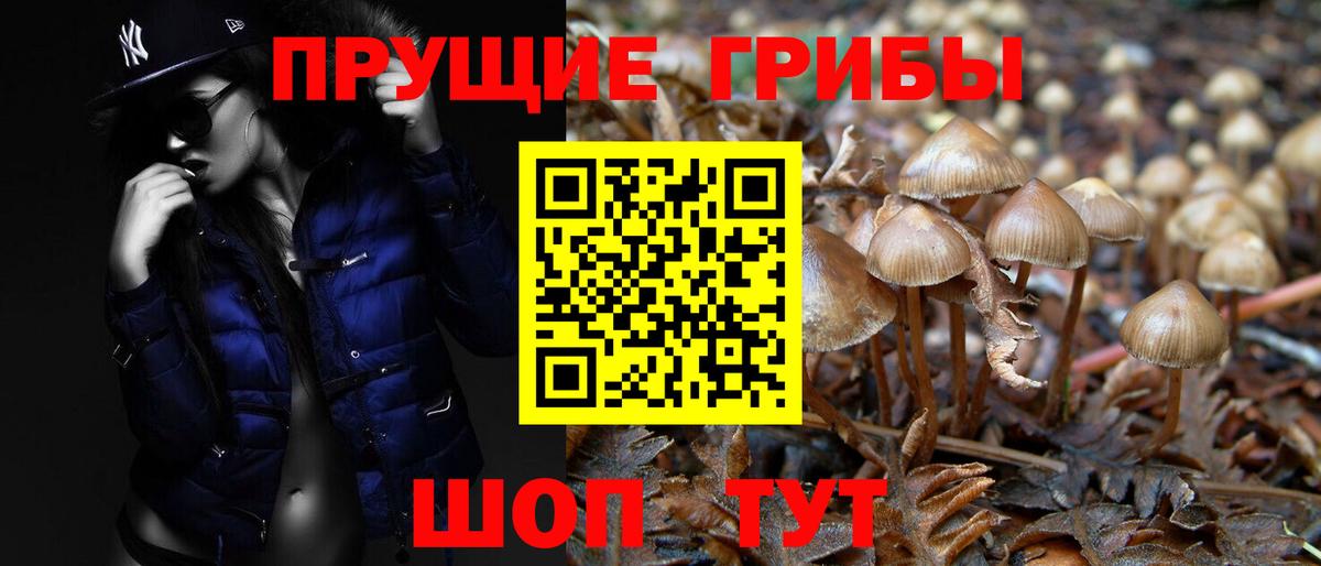 Гусев  наркошоп  Вход с VPN  Галлюциногенные грибы Psilocybine cubensis  Псилоцибиновые грибы MAGIC MUSHROOMS 